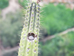 Corryocactus brevistylus