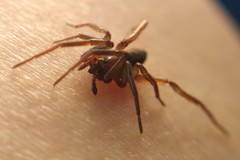 Drassyllus