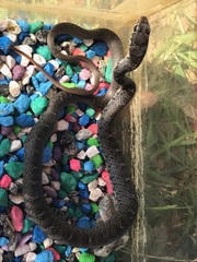 Coluber constrictor latrunculus