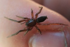 Drassyllus