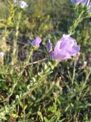Linum lanuginosum