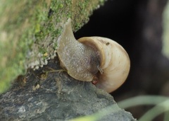 Oreohelix jugalis