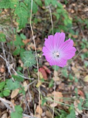 Sidalcea diploscypha