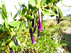 Dunalia spinosa