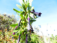 Dunalia spinosa
