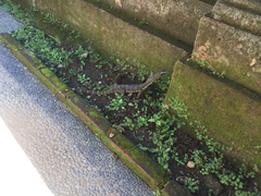 Varanus salvator bivittatus