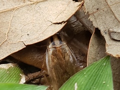 Blattella vaga