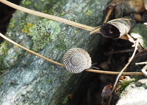 Costate Mountainsnail