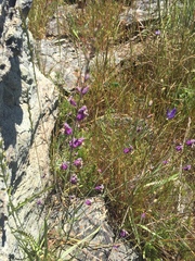 Streptanthus glandulosus glandulosus