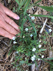 Nemophila