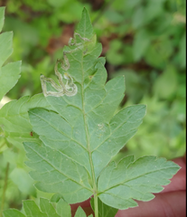 Phytomyza spondylii group