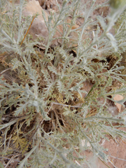 Xanthisma spinulosum