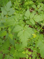 Phytomyza spondylii group