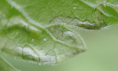 Phytomyza spondylii group