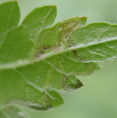 Phytomyza spondylii group