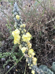 Verbascum macrurum