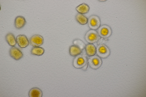 Aecidium ranunculi-acris