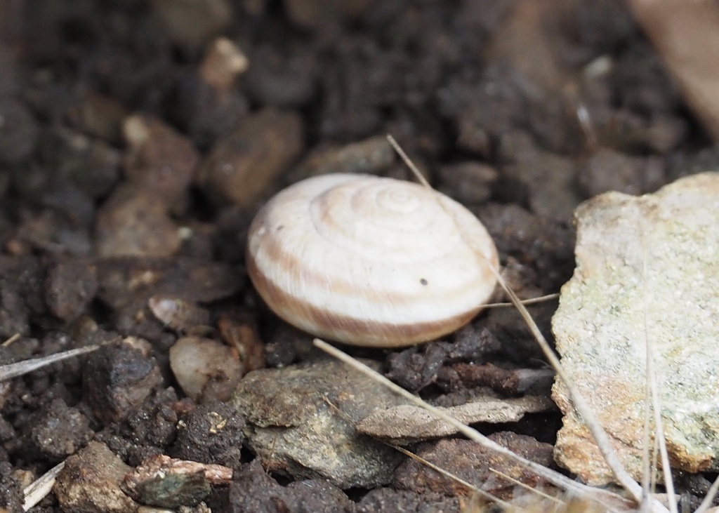 Boulder Pile Mountain Snail