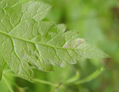 Phytomyza spondylii group