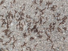 Tetramorium