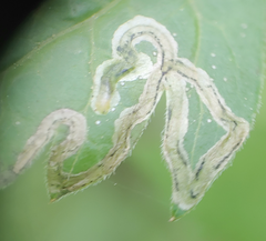 Phytomyza spondylii group