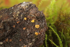 Phaeohelotium fulvidulum