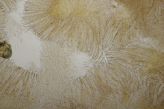 Phaeohelotium fulvidulum