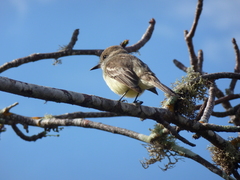 Myiarchus magnirostris