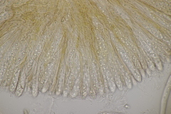 Phaeohelotium fulvidulum