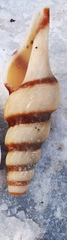 Fusiturris similis