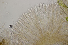 Phaeohelotium fulvidulum