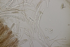 Phaeohelotium fulvidulum