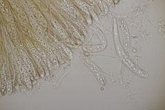 Phaeohelotium fulvidulum