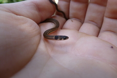 Tantilla