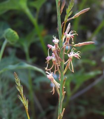 Oenothera cinerea cinerea