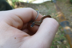 Tantilla
