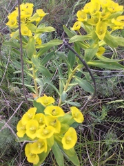 Euphorbia stepposa