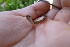 Tantilla