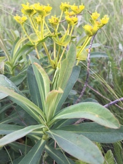 Euphorbia stepposa