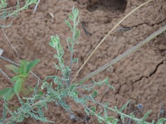 Oenothera cinerea cinerea