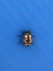 Calligrapha ancoralis