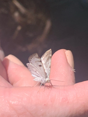 Lomographa semiclarata