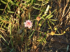 Mimosa rupertiana