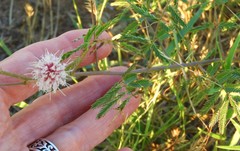 Mimosa rupertiana