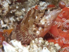 Oxylebius pictus