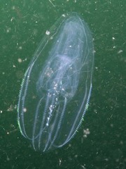 Bolinopsis microptera