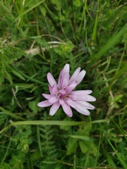 Scorzonera purpurea