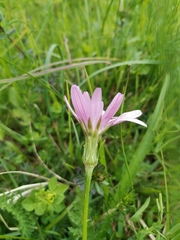 Scorzonera purpurea