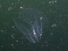 Bolinopsis microptera