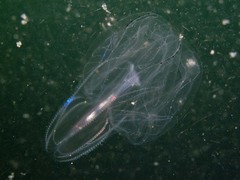 Bolinopsis microptera